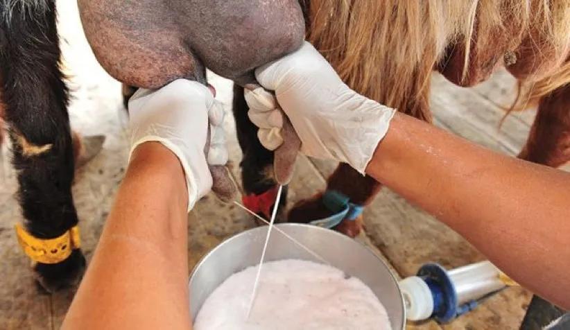 中国人适合喝的奶,哪个牌子的牛奶才是真正的纯牛奶