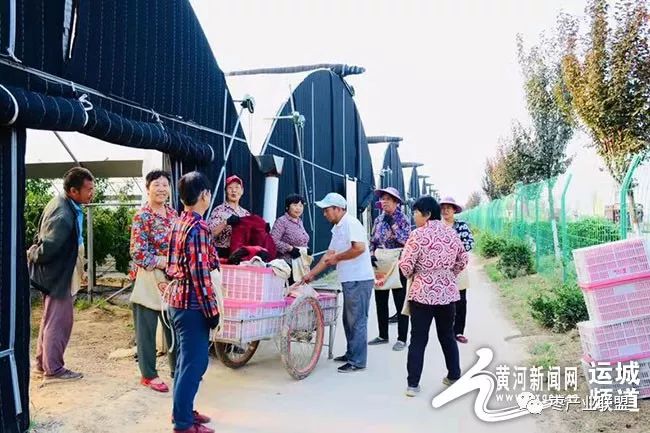 有机冬枣红满天