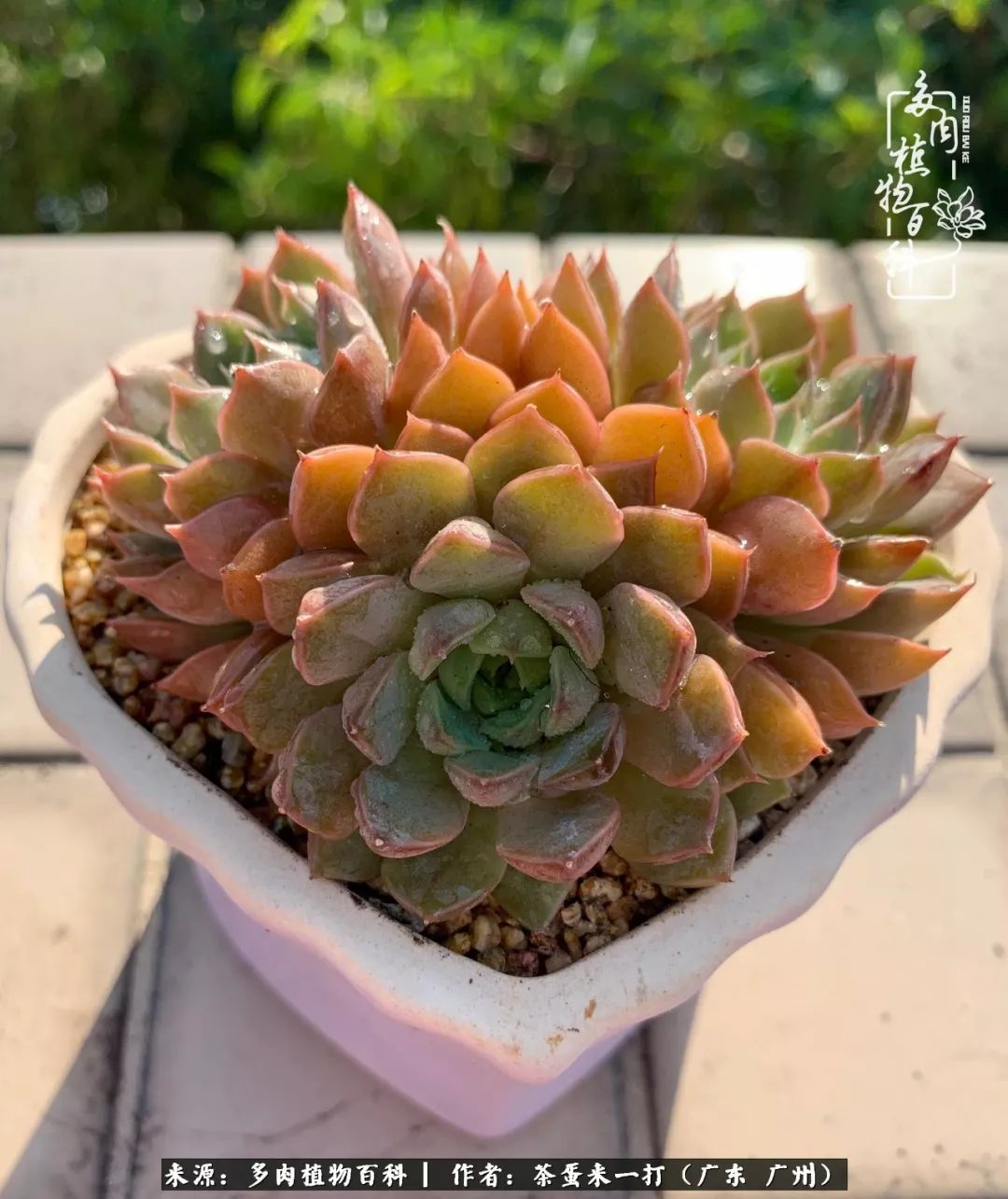 在冬日阳光下,记一个多肉小白的养肉历程