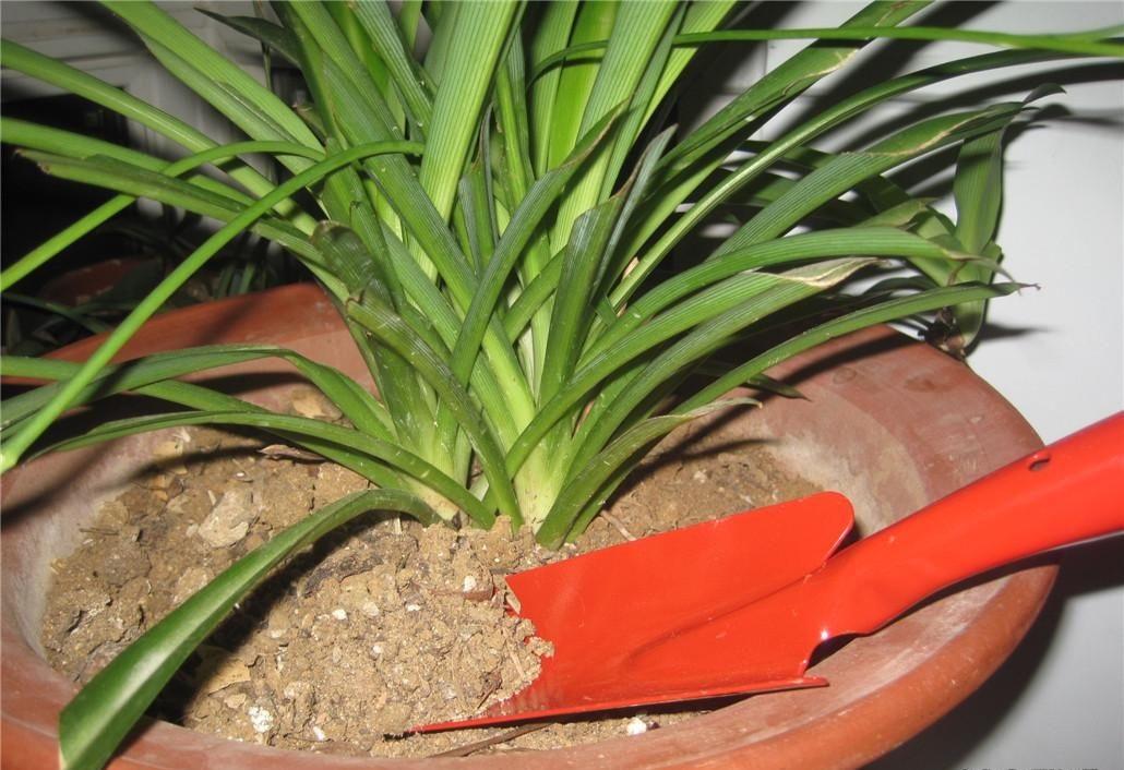 沙子养花好吗,养花土里用什么沙子好