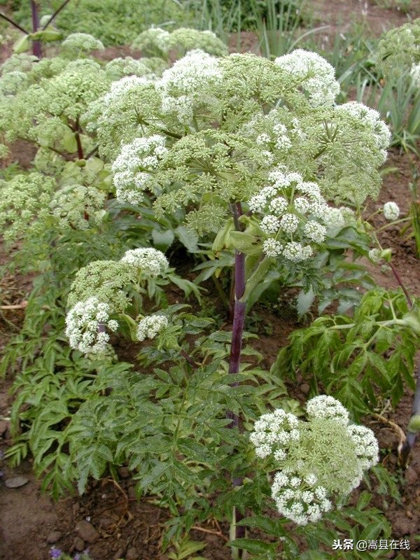 农村身边常见中草药不要错过这些宝贝！