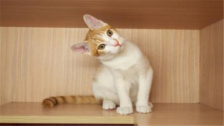 3招搞定猫咪臭屁股！我柠檬了