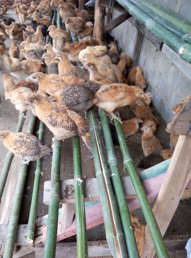 返乡创业农村生活现实记,农村生活与创业之路欢迎进来交流