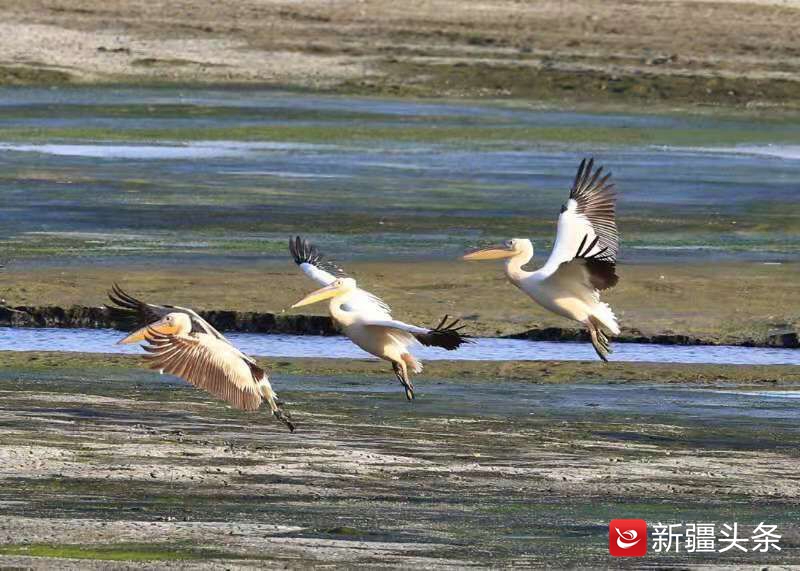 塔城鸟踪：白鹈鹕吃鱼讲究仪式感