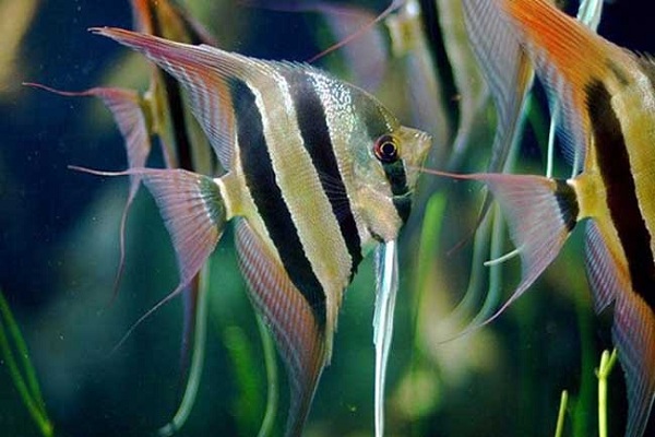 鱼价格今日多少一斤,查干湖鱼10斤价格