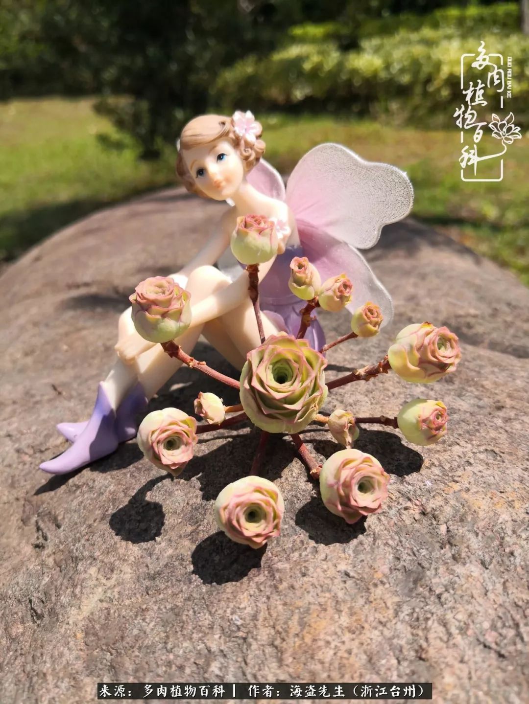 多肉玫瑰多少度休眠,多肉玫瑰唤醒教程