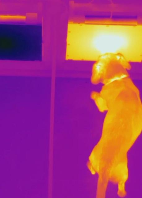 狗鼻子冷的正常还是热的正常,科学家对狗聪明的研究结果