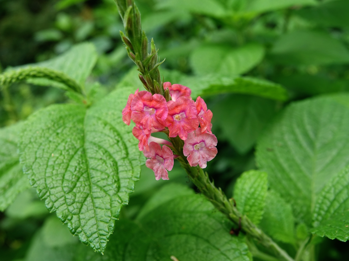 花木春秋66:假马鞭,花序类似马鞭草,一百多年前流窜到香港