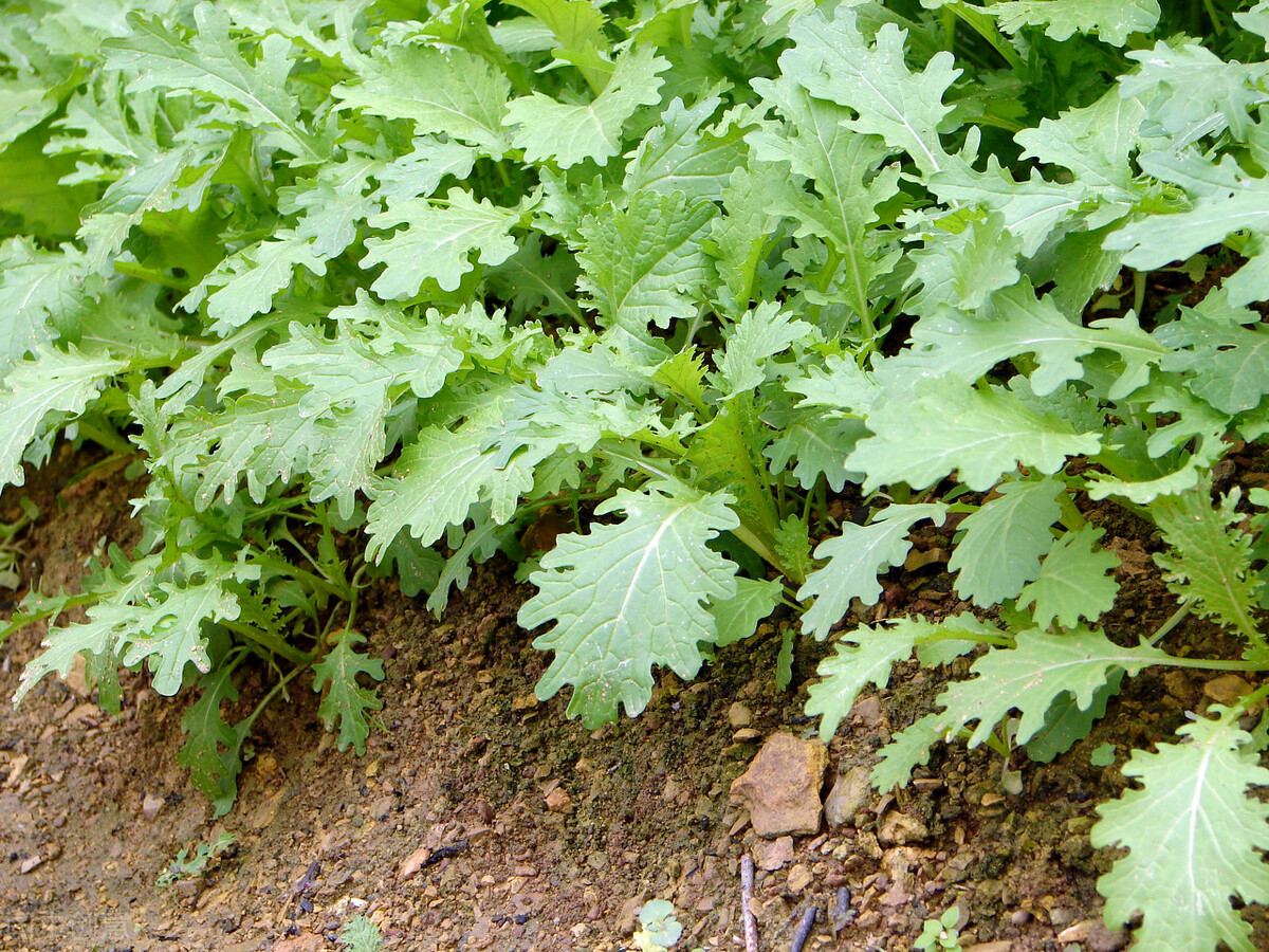 青菜种植方法和技巧,青菜种植施肥