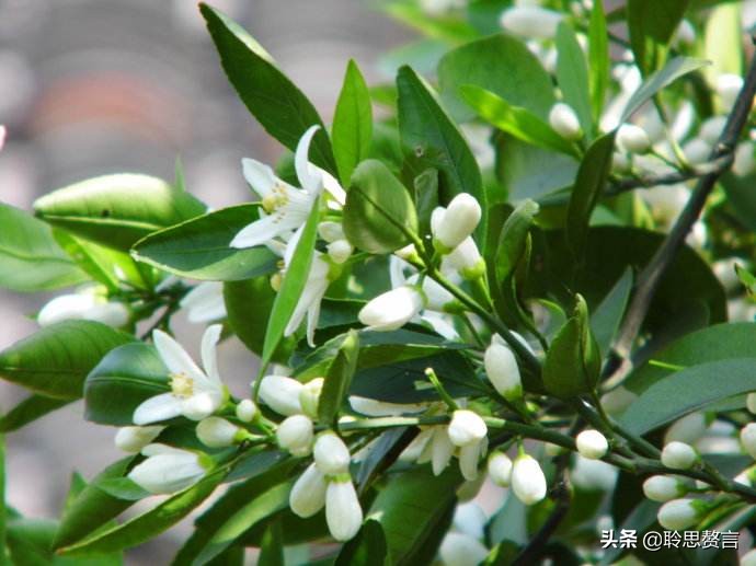 橘柚花诗词精选一十八首蓼岸风多橘柚香，堪怜堪爱还堪惜