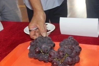 插上农业物联网的翅膀,慈溪葡萄能否扭转产业局面?