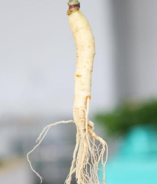 人参怎么储存干参,鲜人参收到货如何保存