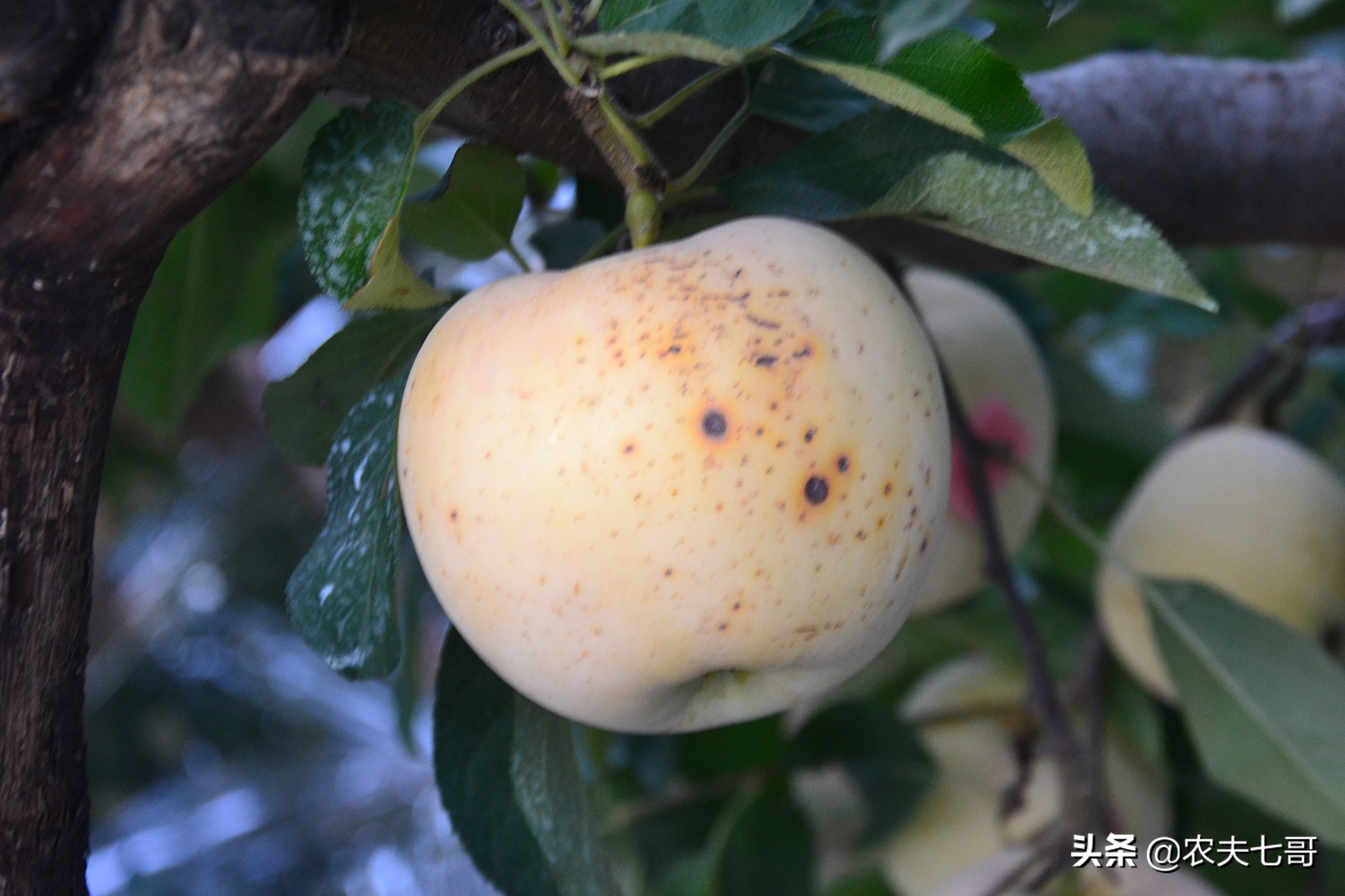 红将军摘袋最佳时间,红富士摘袋后打什么药最好