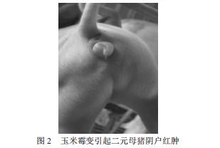 春季养猪，猪群霉菌毒素中毒的防治办法