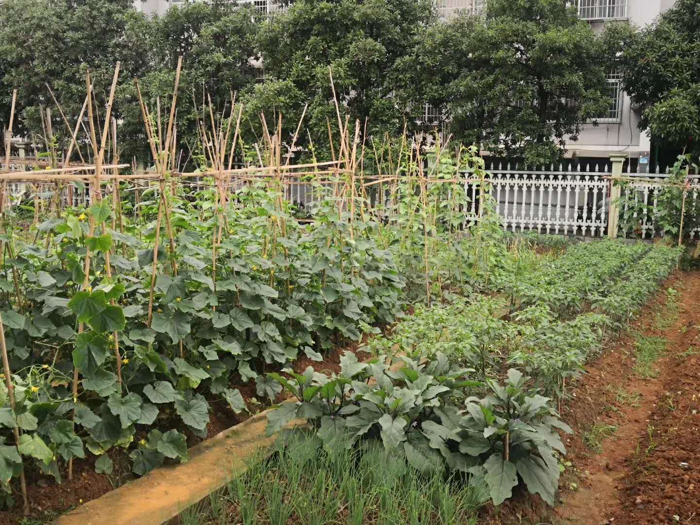 黄瓜弯弯一招解决,黄瓜弯弯视频