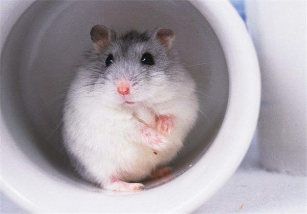 仓鼠冬眠需要注意些什么,仓鼠怎么能避免伪冬眠