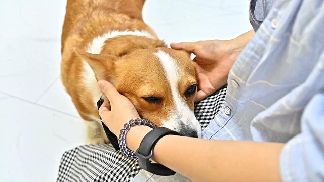 吸屁屁,短腿大耳肉嘟嘟,这家店进去就出不来了…