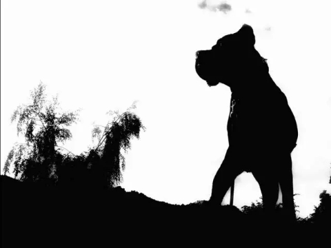 卡斯罗和罗威纳哪个适合家庭犬,帅气的罗威纳