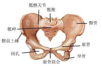 孕期耻骨疼乳房疼,孕期耻骨疼一般会疼多久