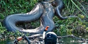 亚马逊十大凶猛植物,巴西亚马逊热带雨林动植物