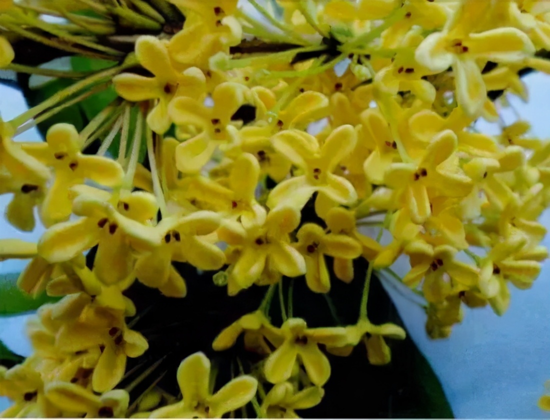 桂花发了好多新芽,桂花品种对比一览表