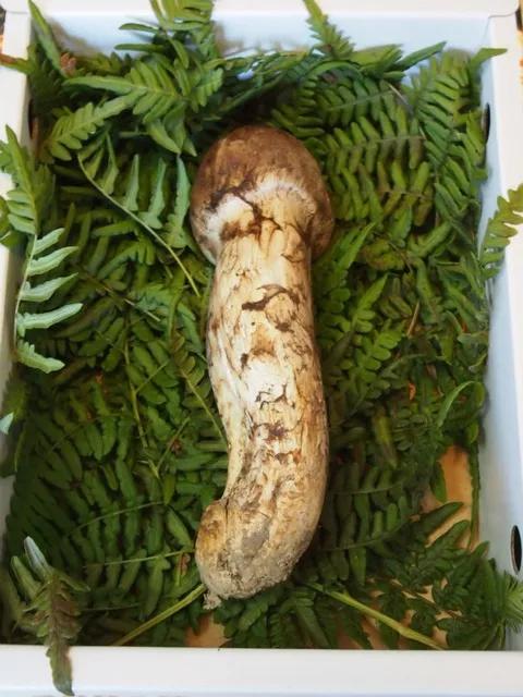 松茸菌干货的吃法,新鲜松茸菌怎么做好吃一点