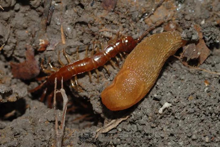 菜园里有白色的小飞虫,菜园里的神奇昆虫在哪里