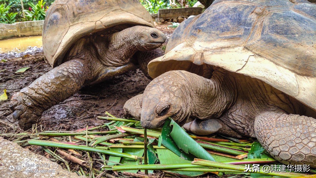 塞舌尔克里奥尔人,人间伊甸园云赏奢华度假地塞舌尔