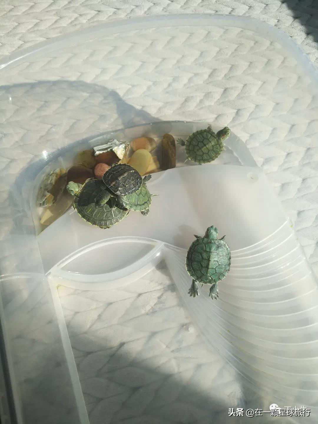 一缸乌龟都得了白眼病,乌龟养1只孤单吗