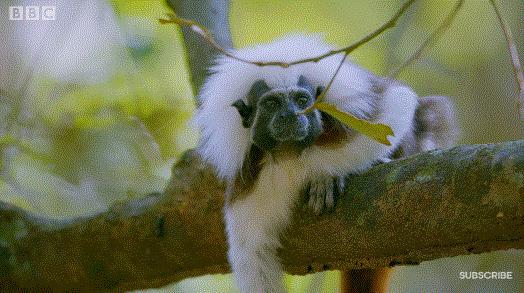 bbc封神,让很多人看一次哭一次的视频