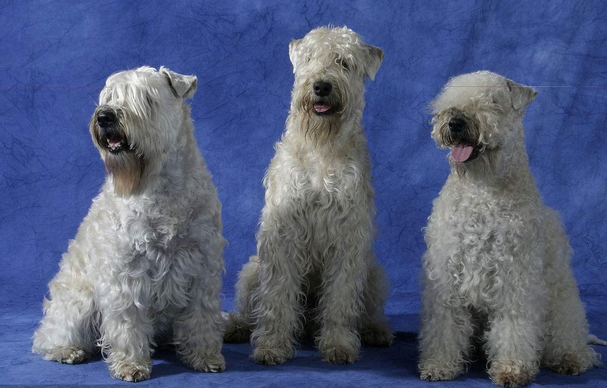 最齐全的狗狗品种介绍及图片,带你了解一下常见狗狗的品种