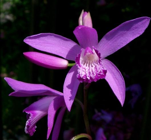 哪种兰花长在石头里好养,石头缝里开出的兰花什么意思