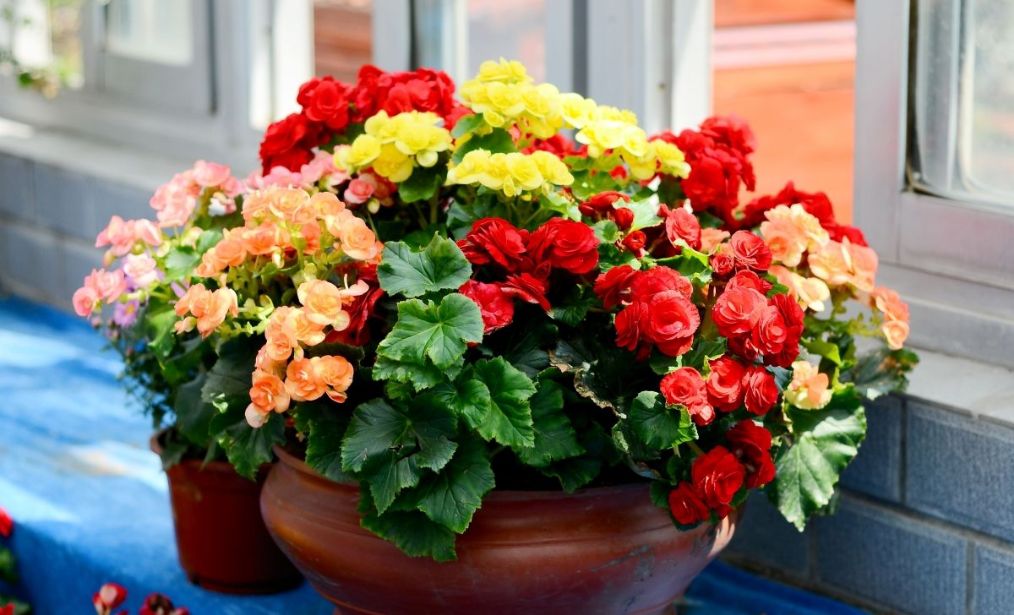 海棠花的叶片有点烂怎么办,海棠花的叶子蔫了怎么办