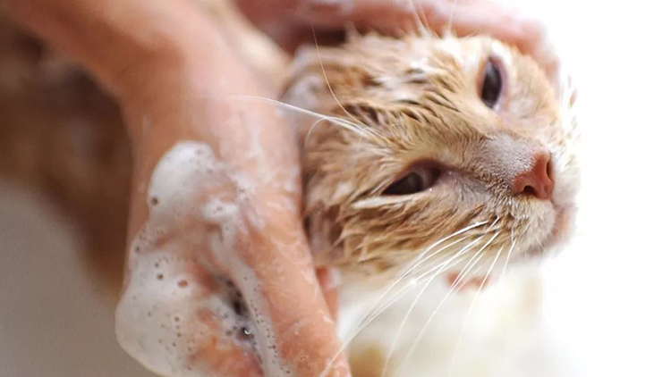 给猫猫洗澡需要注意什么,如何快速给猫猫洗澡