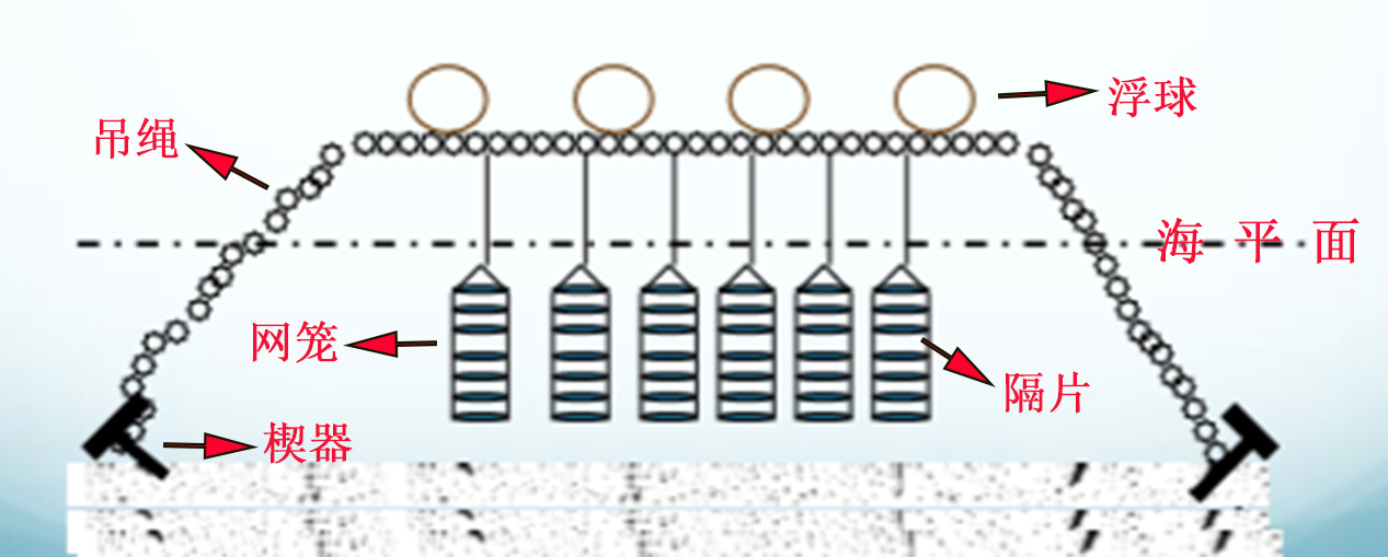 “海中牛奶”生蚝究竟能不能生吃?一篇文章解析牡蛎的养殖与品质