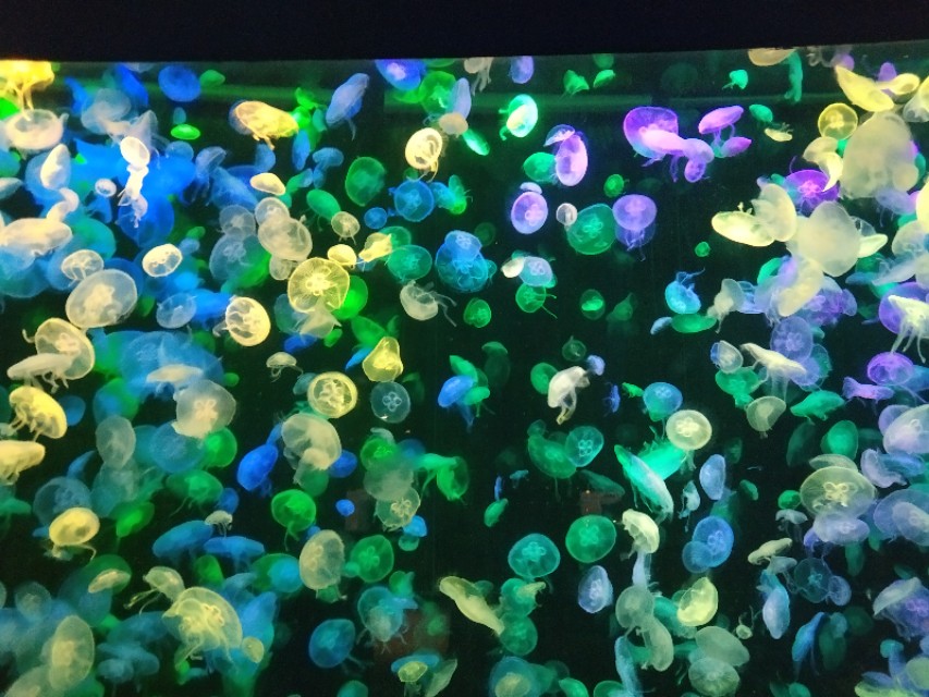 招商蛇口邮轮母港坐船去珠海长隆,广州长隆到珠海长隆可以坐邮轮吗