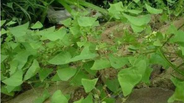 整合——28种青草药,赶快收藏备用!