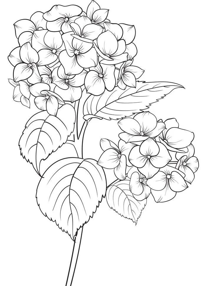 白描花卉线稿初学者,100幅白描花卉图片