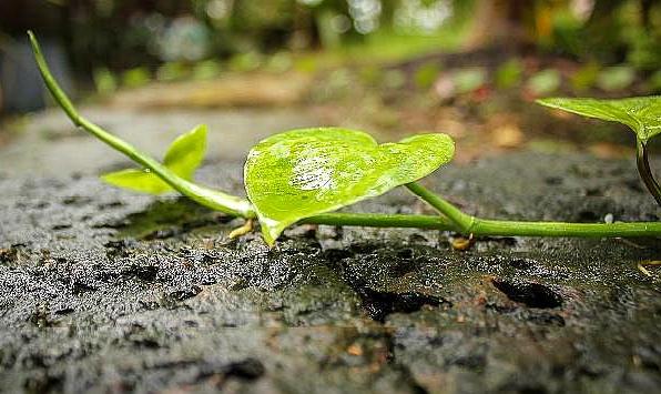 养绿萝浇什么肥料长得快,绿萝浇什么肥料好养