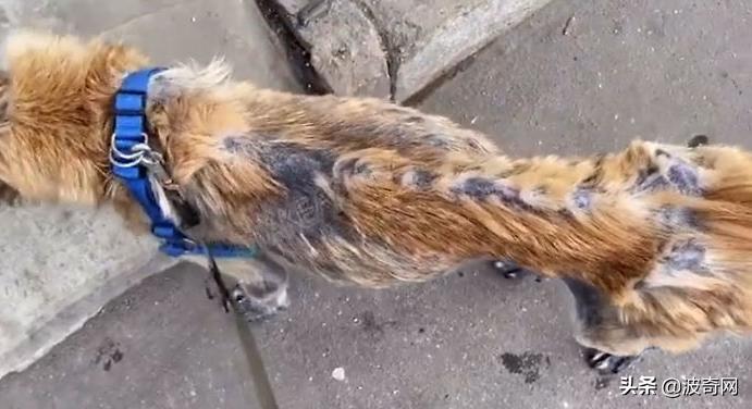 繁殖犬被割去声带,繁殖犬子宫脱落被丢弃