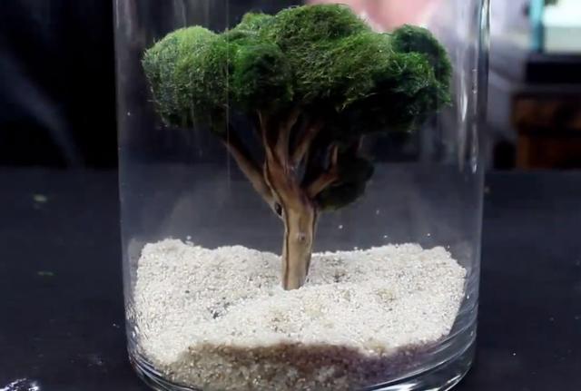 莫斯树到底好不好,莫斯树是什么