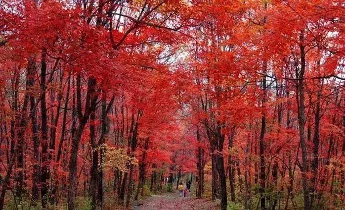 十一本地旅游推荐,十一最适合去哪旅游攻略