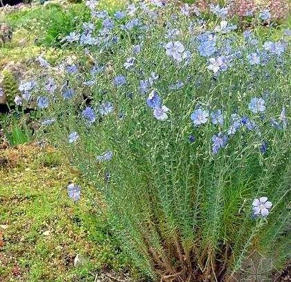棉麻的了解,丝麻棉麻亚麻苎麻的区别