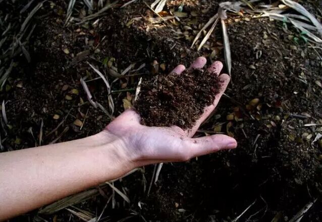 夏季天气炎热招财树老是叶子发黄,招财树叶子有点发黄怎么回事