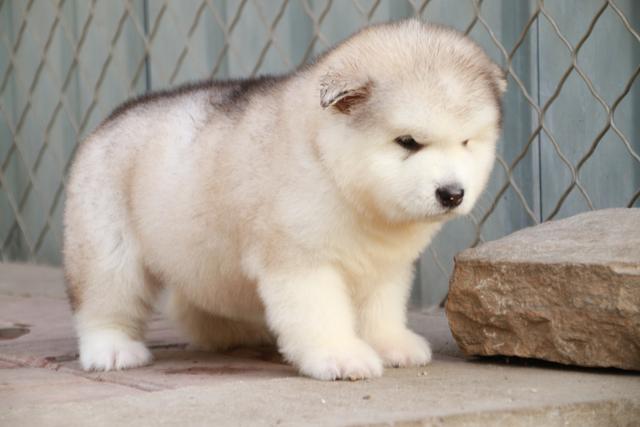 带你了解狗狗,带你了解哈士奇