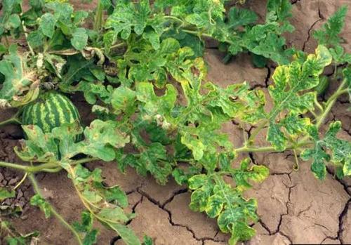 西瓜烟草花叶病怎样治疗,西瓜花叶病毒病怎么治