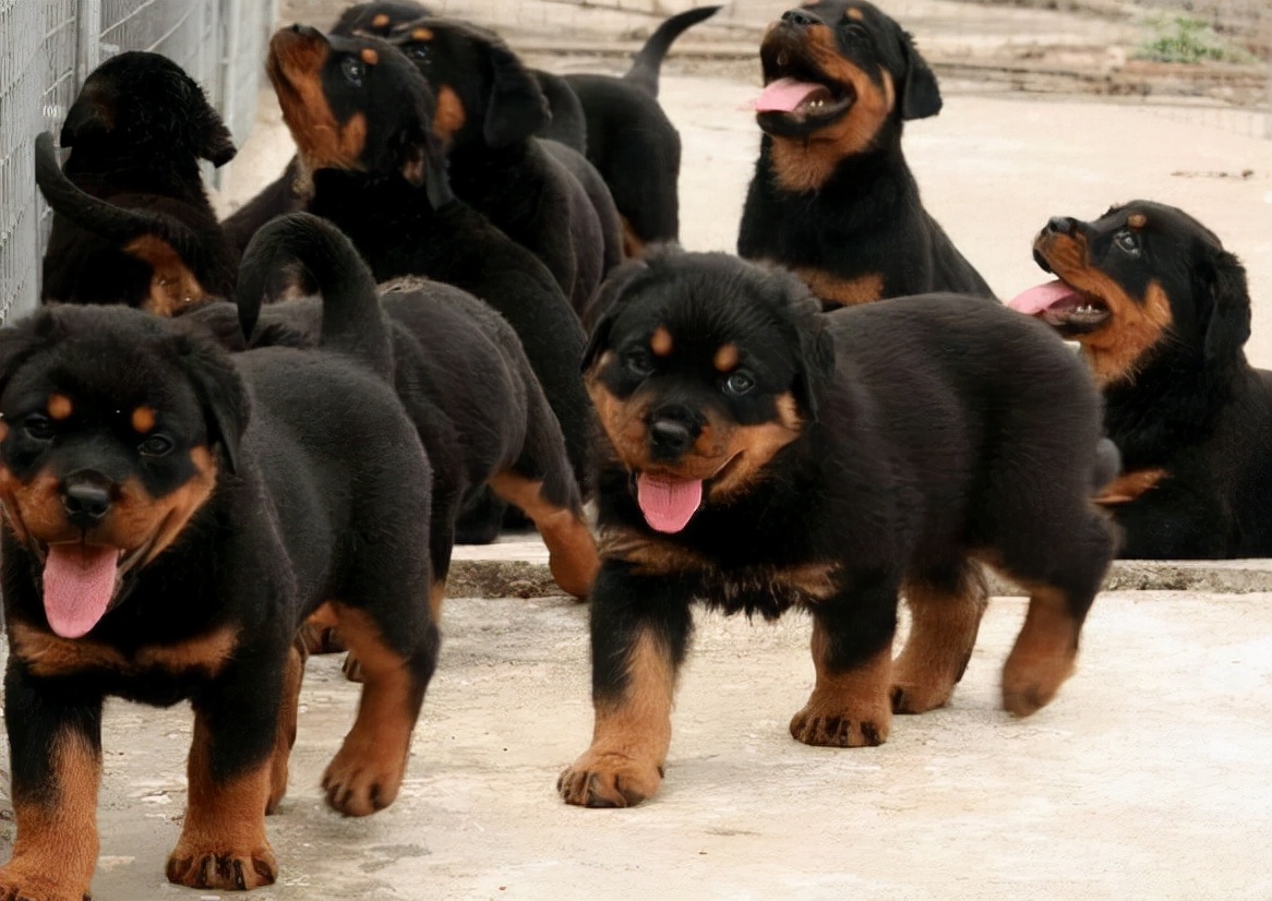 罗威纳挑食如何处理,罗威纳挑食怎么办