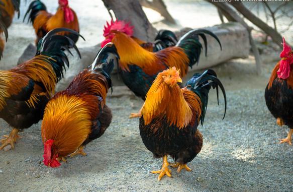 安卡拉病心包积液图片,心脏出血引起的心包积液