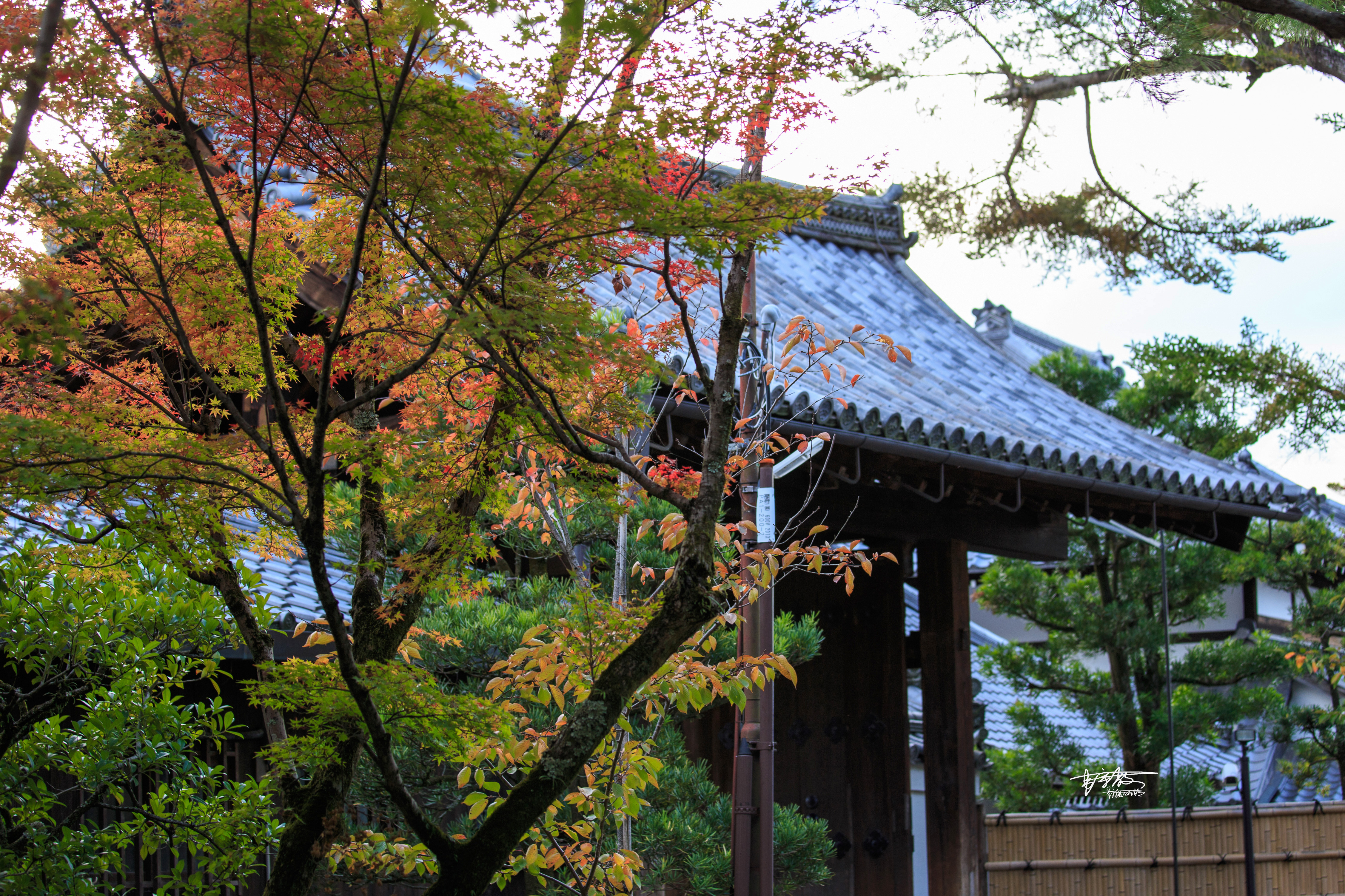 八坂神社和清水寺有何不同,伏见稻田清水寺八坂神社