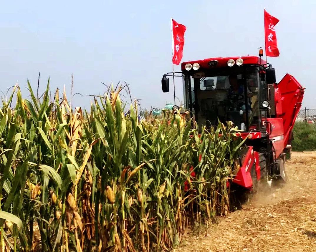 东方红系列玉米机,2020东方红玉米收获机